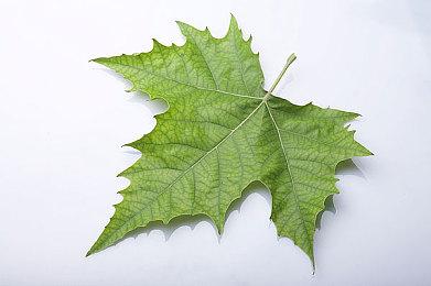 《英雄联盟》正式公布EDG冠军皮肤：银龙骑士团